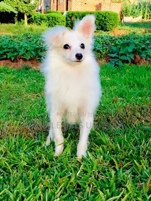 3-6 months Male Purebred Japanese Spitz
