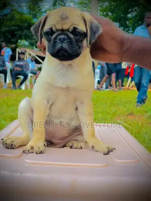 1-3 months Male Purebred Pug