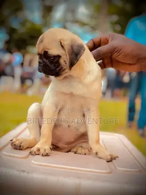 1-3 months Female Purebred Pug