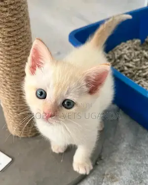 1-3 months Male Purebred American Wirehair