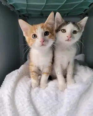 1-3 months Female Purebred American Bobtail