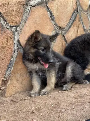 1-3 months Male Purebred German Shepherd