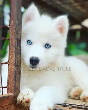 1-3 months Male Purebred Siberian Husky