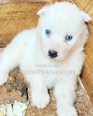 1-3 months Male Purebred Siberian Husky
