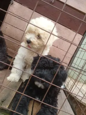 1-3 months Male Purebred Maltese