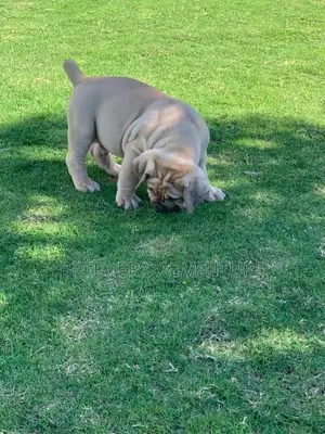3-6 months Male Purebred Boerboel