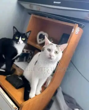 3-6 months Male Purebred American Curl