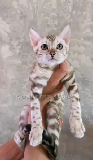 1-3 months Male Purebred American Shorthair