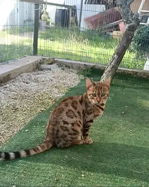 3-6 months Female Purebred American Bobtail