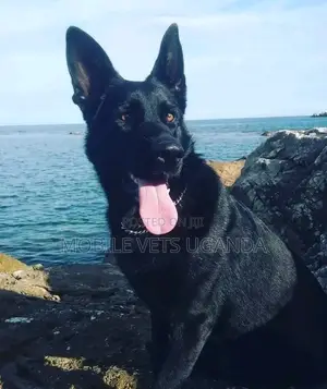 6-12 months Male Purebred German Shepherd