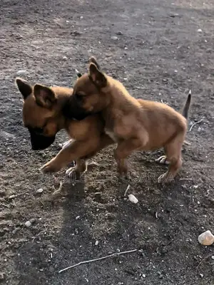 1-3 months Male Purebred German Shepherd