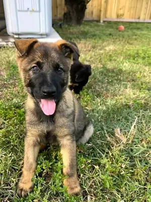 1-3 months Female Purebred German Shepherd