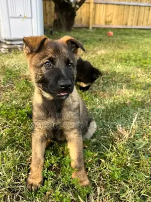 1-3 months Female Purebred German Shepherd