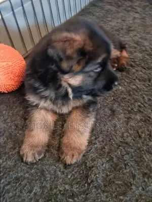 1-3 months Female Purebred German Shepherd