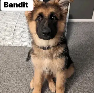 1-3 months Male Purebred German Shepherd