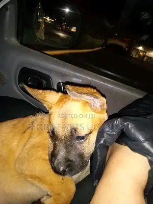3-6 months Female Purebred German Shepherd