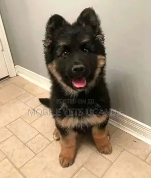 3-6 months Male Purebred German Shepherd
