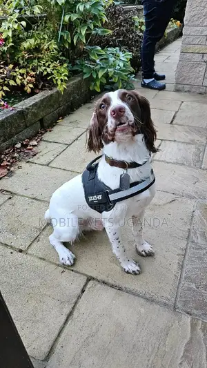 6-12 months Female Purebred Cocker Spaniel