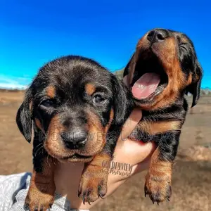 0-1 month Male Purebred Dachshund