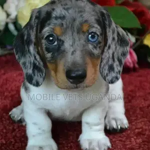 0-1 month Male Purebred Dachshund
