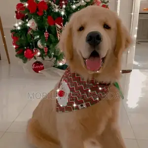 1-3 months Male Purebred Golden Retriever