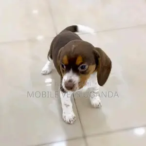 1-3 months Female Purebred Dachshund