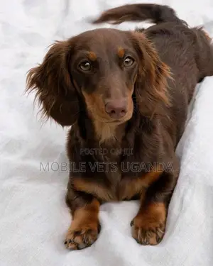 1-3 months Male Purebred Dachshund