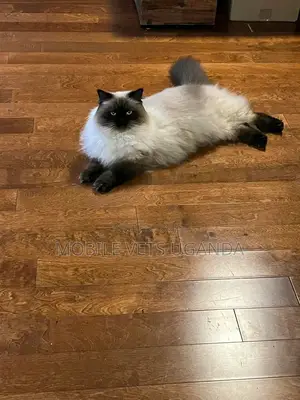 3-6 months Female Purebred American Wirehair