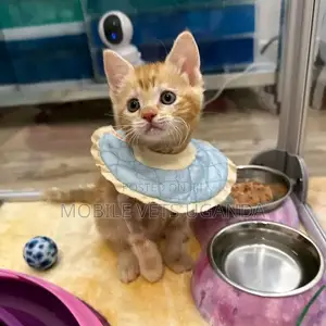 1-3 months Male Purebred American Wirehair