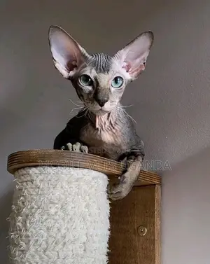 1-3 months Female Purebred American Wirehair