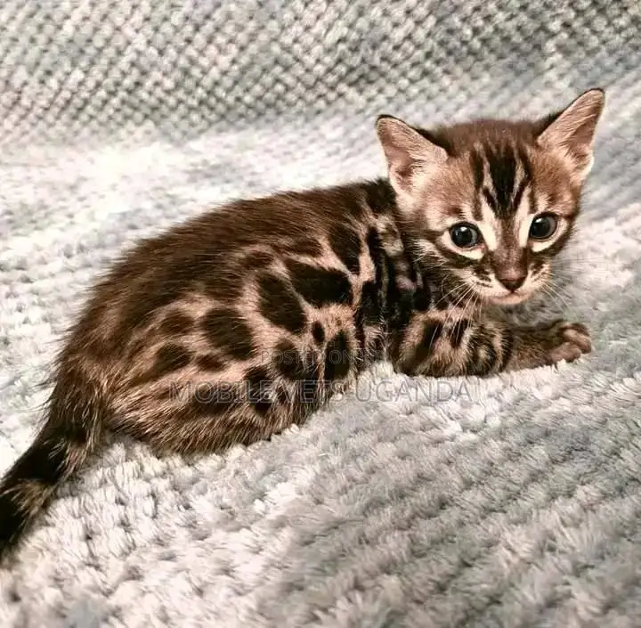 1-3 months Male Purebred American Curl