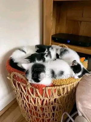 1-3 months Female Purebred American Wirehair