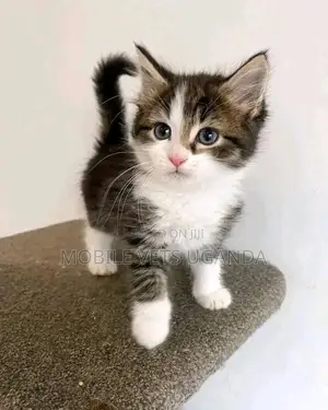 1-3 months Male Purebred Exotic
