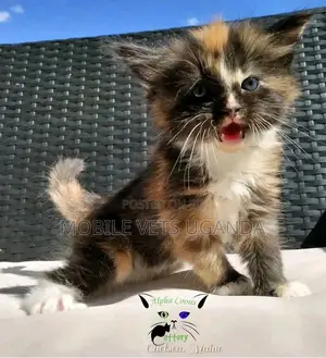 1-3 months Male Purebred Bombay