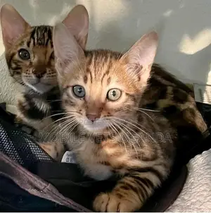 1-3 months Male Purebred Abyssinian