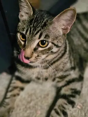1-3 months Female Purebred American Wirehair