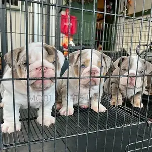 1-3 months Female Purebred Bulldog