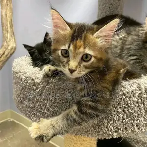 1-3 months Male Purebred Bengal