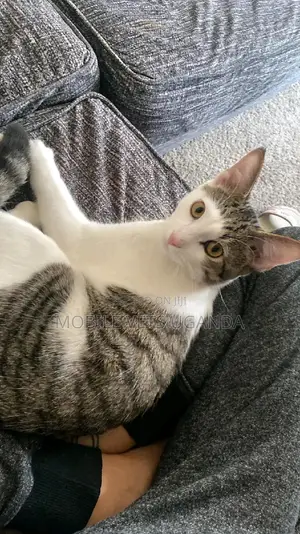1-3 months Female Purebred Bengal