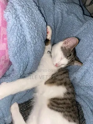 1-3 months Male Purebred American Wirehair