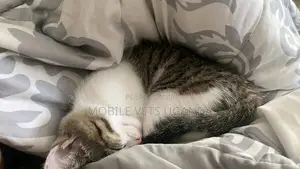 1-3 months Male Purebred American Shorthair