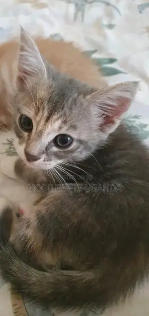 1-3 months Male Purebred Abyssinian