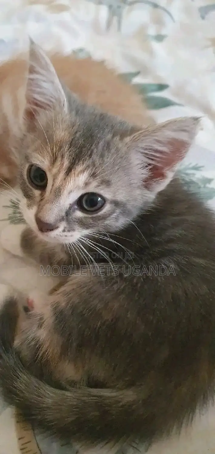 1-3 months Male Purebred Abyssinian