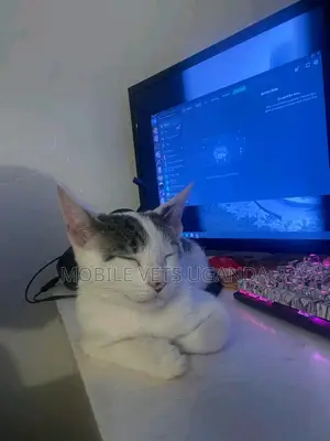 1-3 months Female Purebred American Shorthair