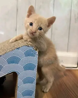 1-3 months Female Purebred American Wirehair