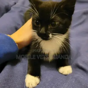 1-3 months Female Purebred American Curl