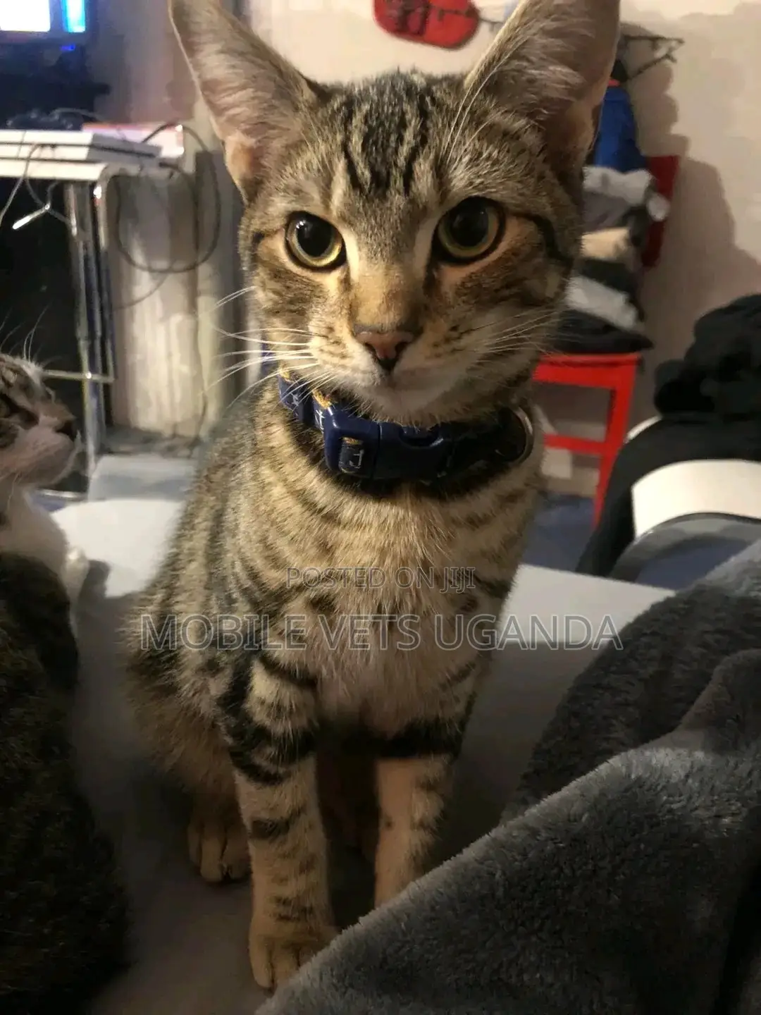 1-3 months Female Purebred American Curl