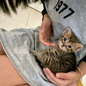 1-3 months Male Purebred American Shorthair
