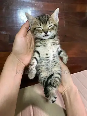 1-3 months Male Purebred American Curl