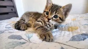 1-3 months Male Purebred American Wirehair